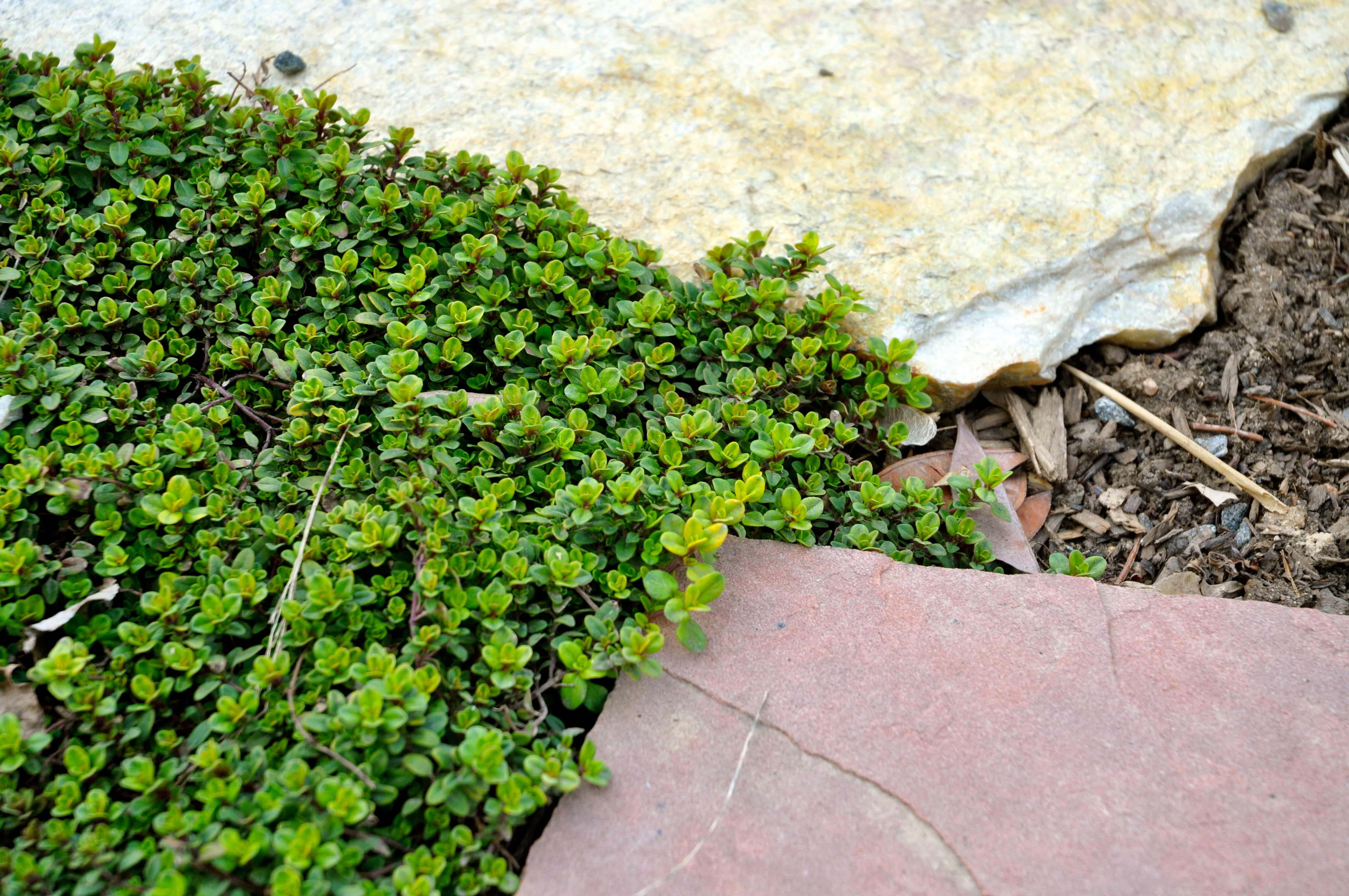 perennial thyme emerging between the flagstones.