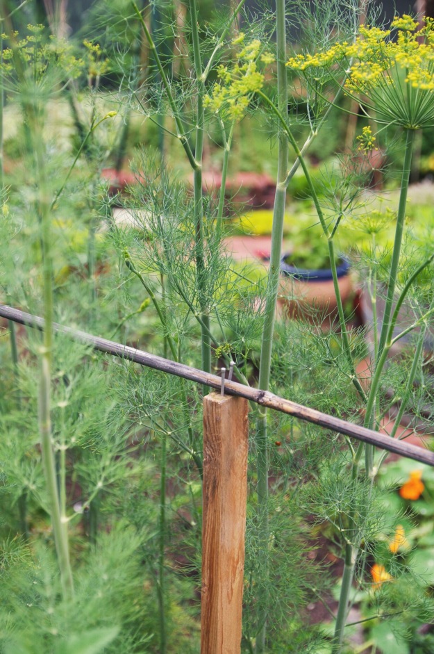 summer dill + snap pea shim | how to grow dill | holly & flora