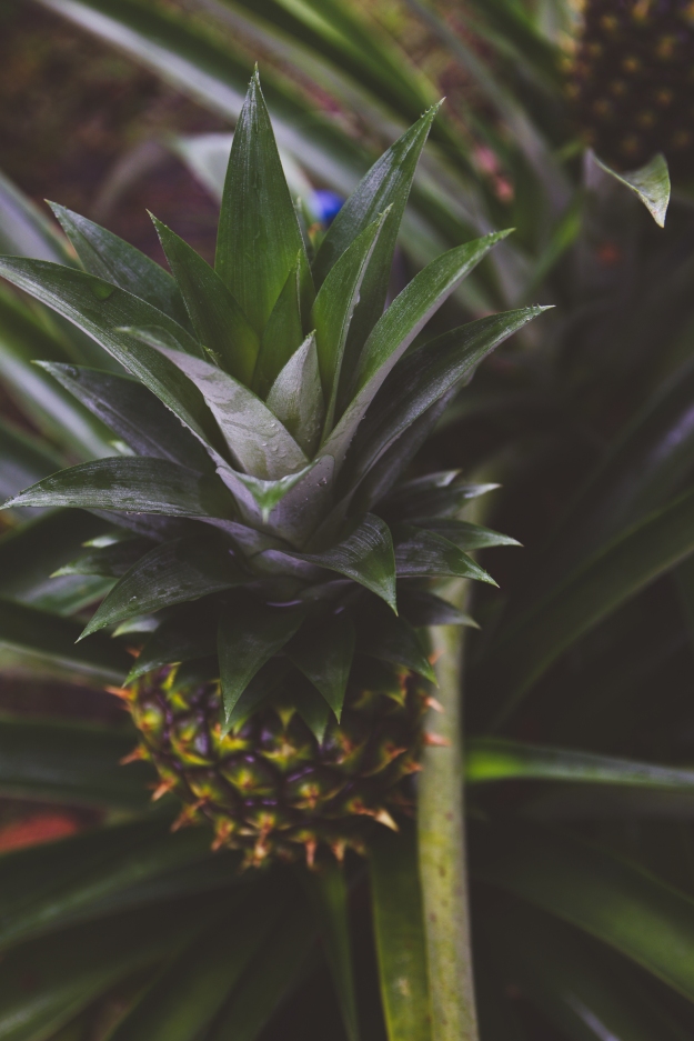 frozen pineapple + coconut daiquiris | my dad's cocktail garden | holly & flora